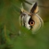 Kalous usaty - Asio otus - Long-eared Owl 8899u